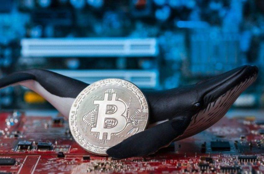 Milyoner Bitcoin cüzdanları sayısı 20 bini aştı