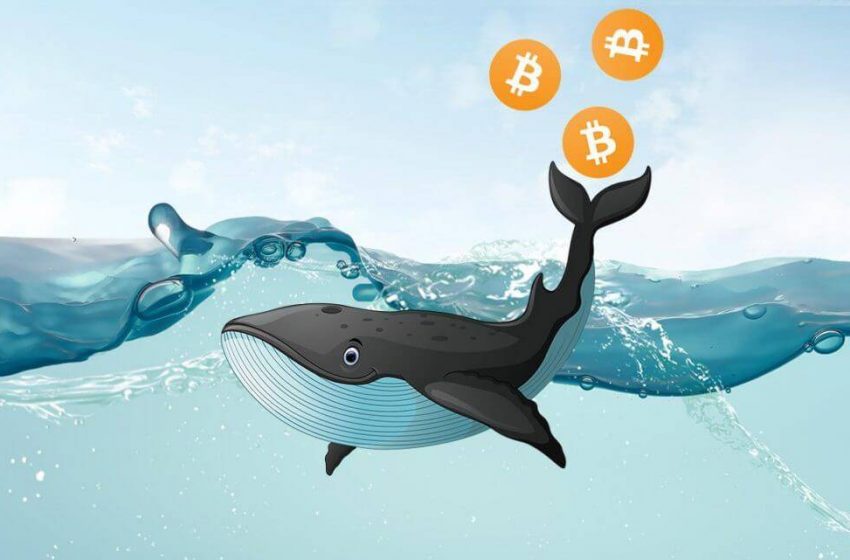 Bitcoin balinasından dev transfer!
